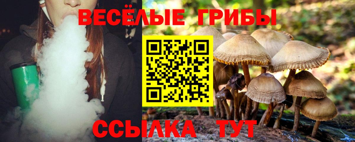 Псилоцибиновые грибы Psilocybine cubensis Лысьва